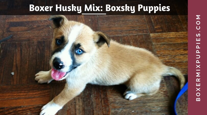 Boxer Husky Mix